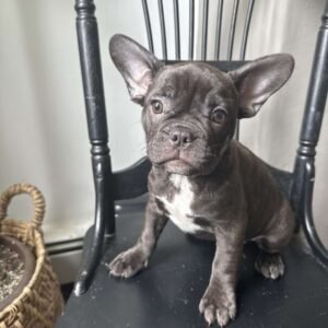 french bulldog for sale