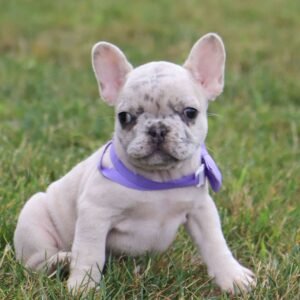 french bulldog for sale